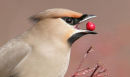 Waxwing